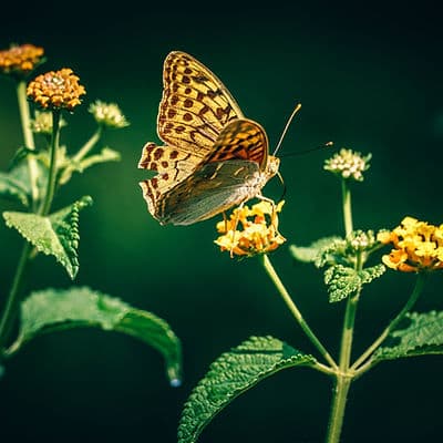 Butterfly — symbol of transformation
